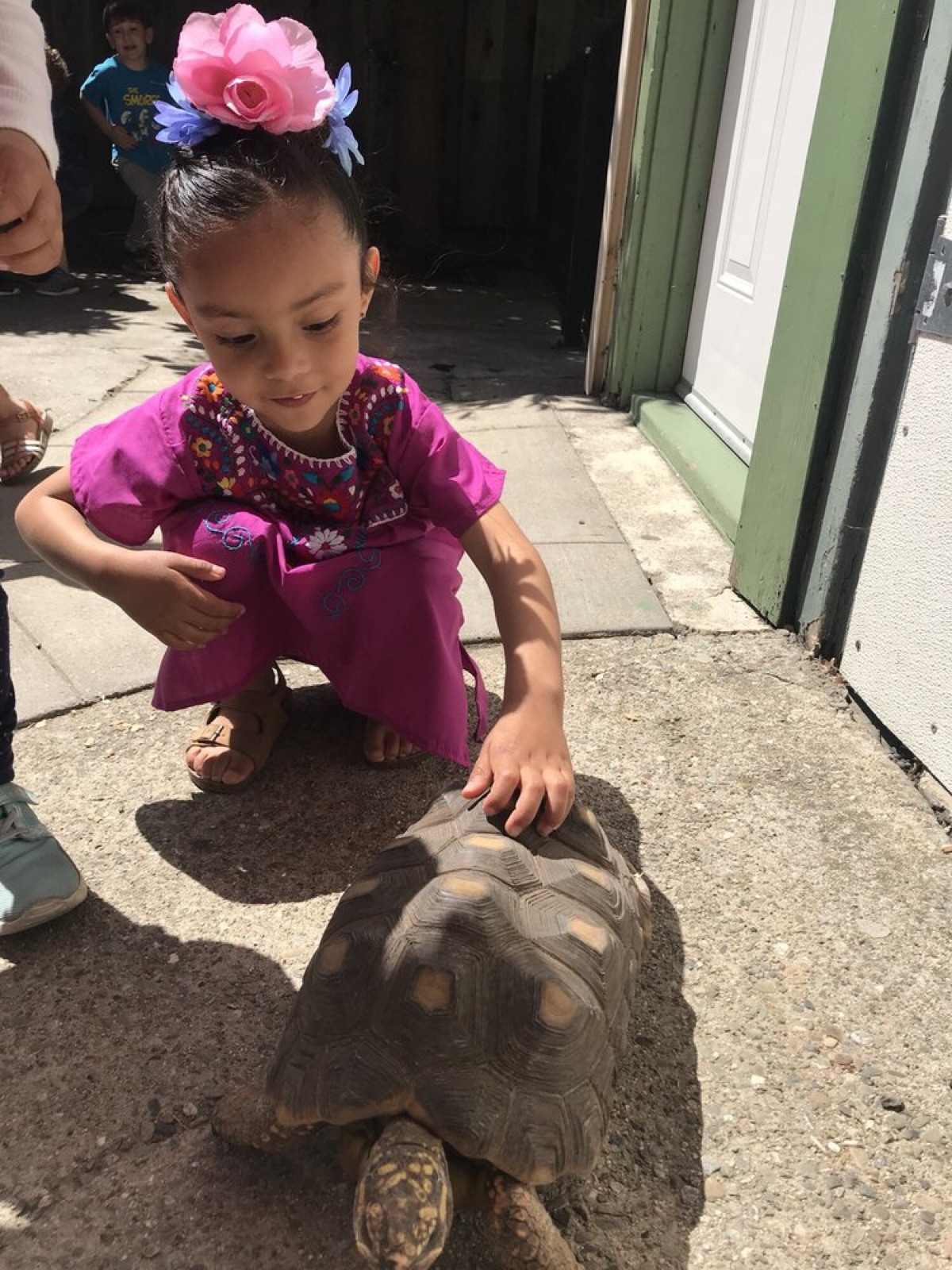 Gentle hands say hello to our red-footed tortoise